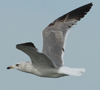 Larus armenicus